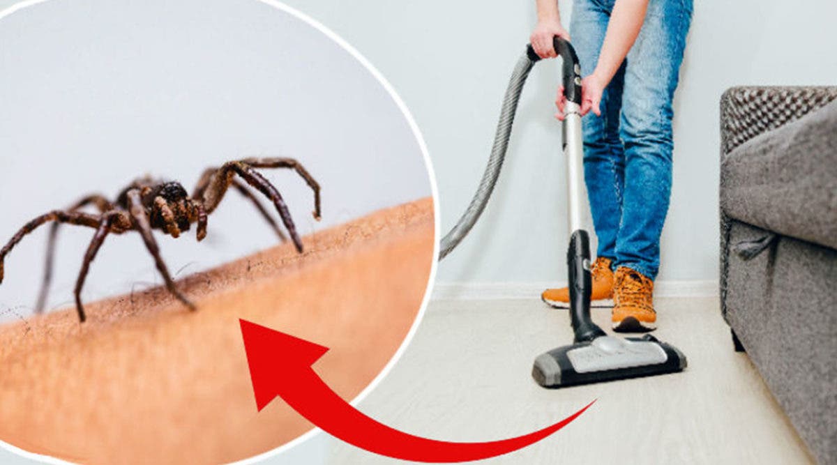 A Spider Can Survive A Long Time In A Vacuum Cleaner And Can Even Escape From It