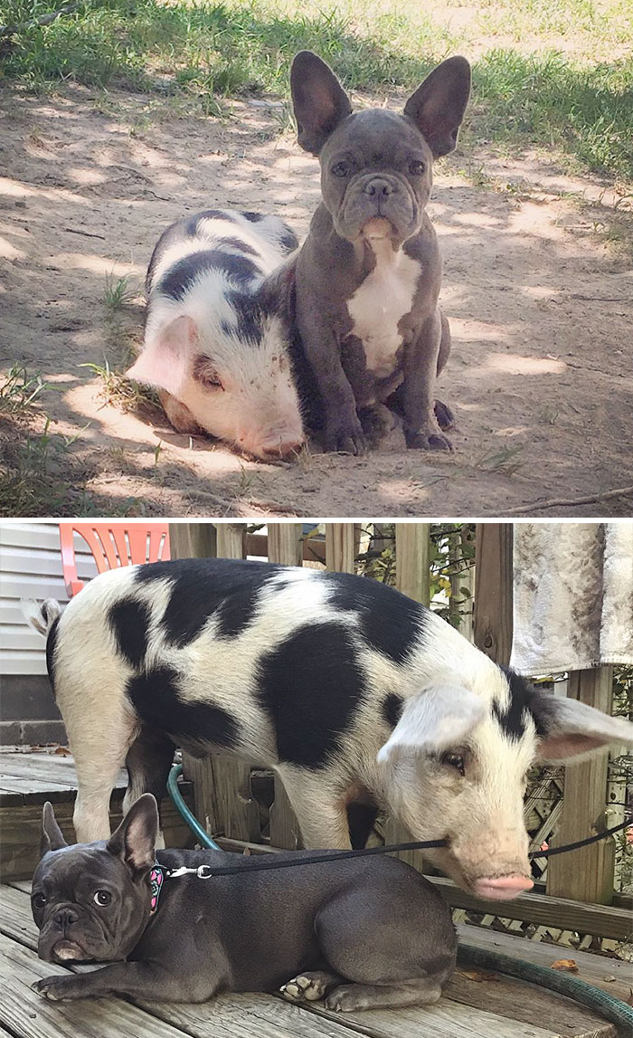 50 Heart-Warming Photos of Animals Growing Up Together - Peanut And Keeva Then And Now