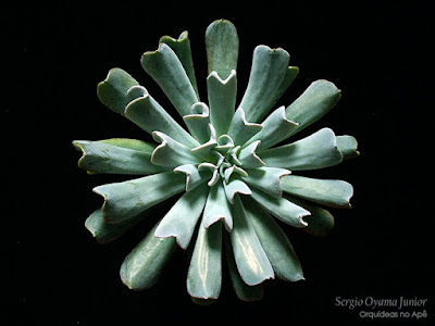 Echeveria runyonii 'Topsy Turvy' Echeveria runyonii 'Topsy Turvy'