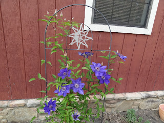 Clematis #blooms