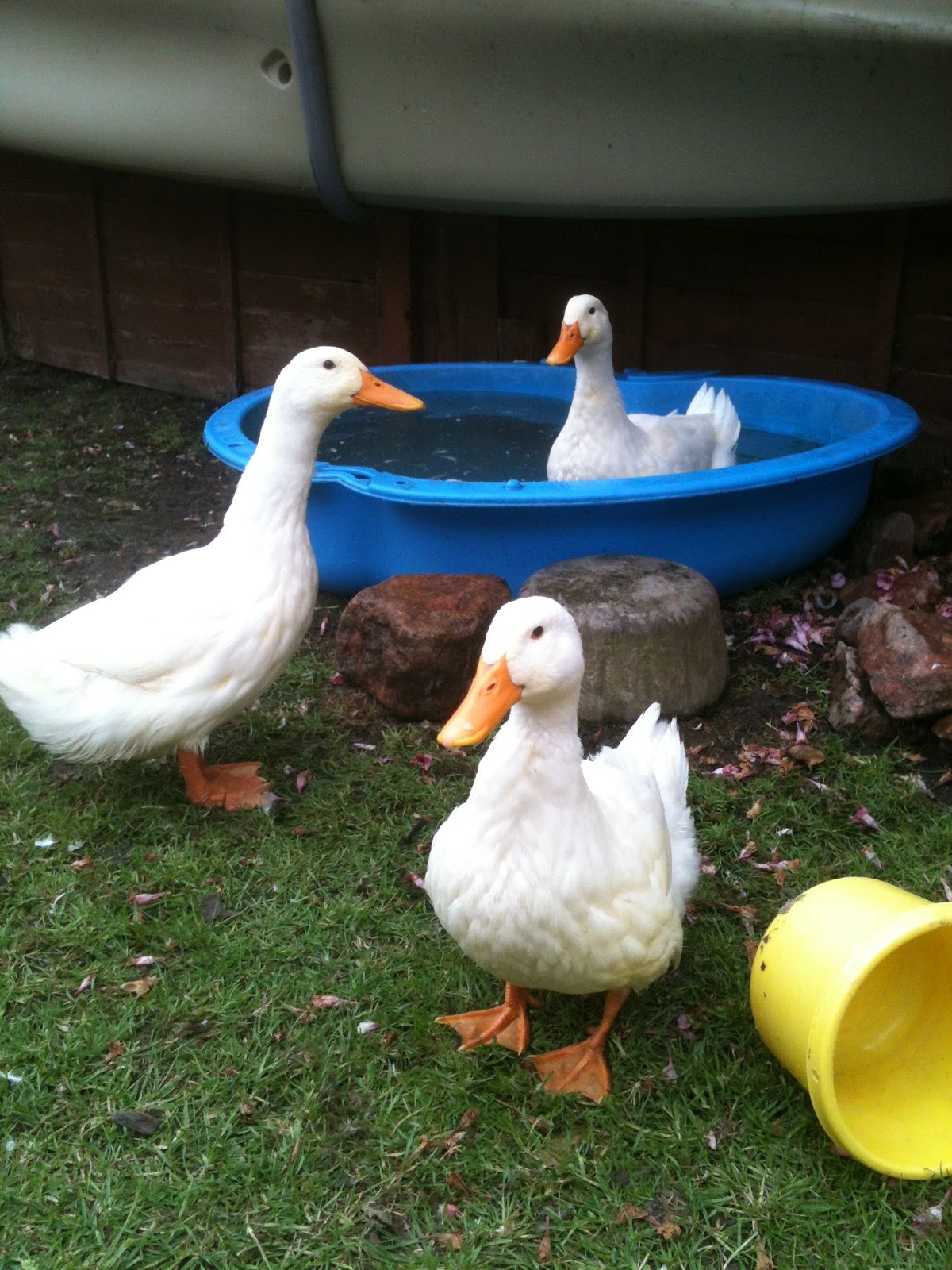 Keeping Ducks from Scratch!! Keeping Ducks from Scratch in an Urban Garden