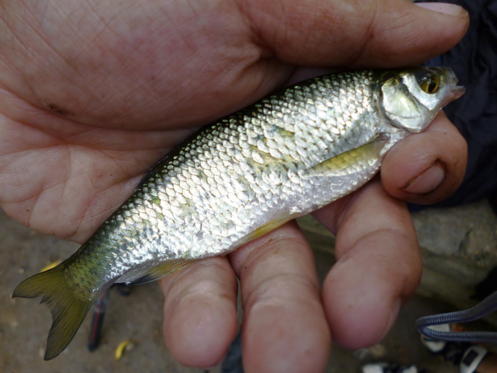 Extreme Philly Fishing: Trying the PennyPack once again...