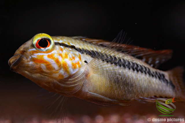 Apistogramma sp. unibrow