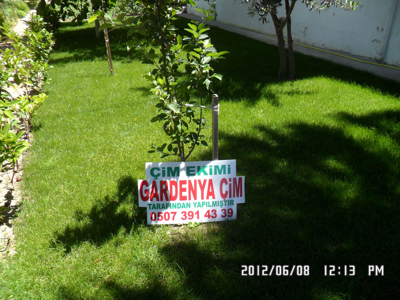 GARDENYA Çim, Çiçek ve Bahçe Bitkileri: İZMİR/DİKİLİ ...