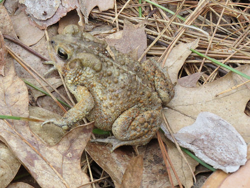 American toad