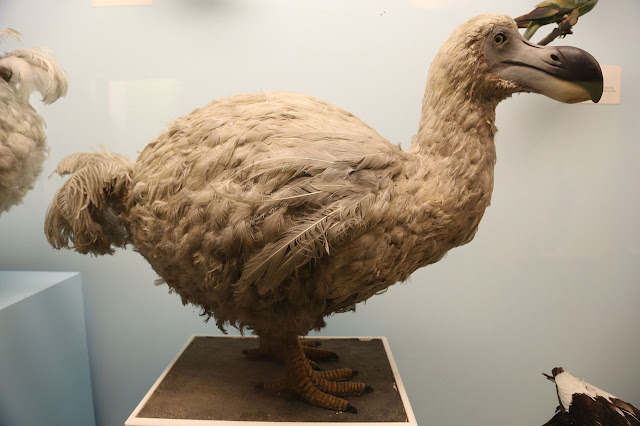 1280px-Dodo%252C_Natural_History_Museum%252C_London_2