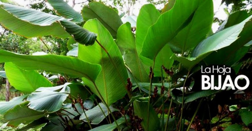 Plato biodegradable a base de bijao es la sensación en cumbre de emprendedores «ASEP 2018» Plato biodegradable a base de bijao es la sensación en cumbre de emprendedores «ASEP 2018»