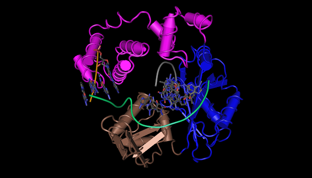 ADN polymérases