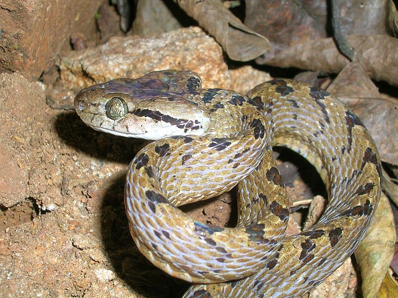Animal Pictures Sri  Lanka  Cat Snake 