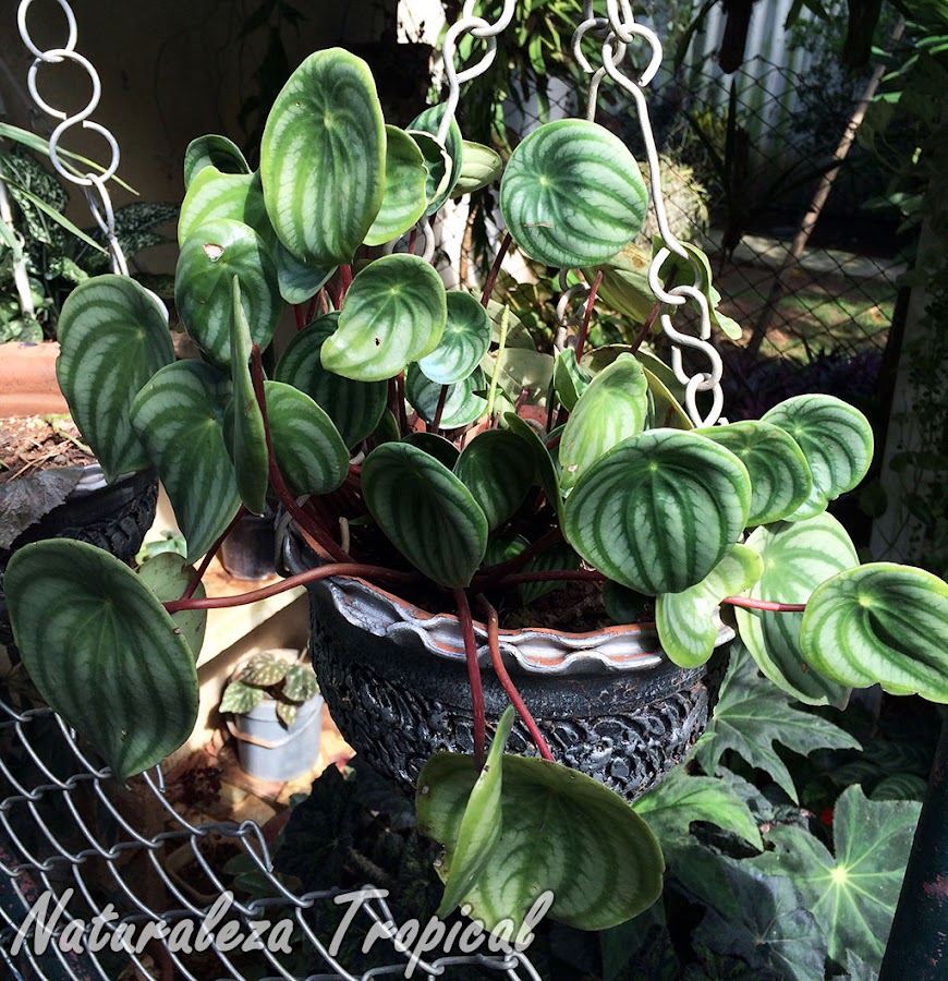 Otra imagen del Meloncito de Jardín, Peperomia argyreia o Peperomia sandersii