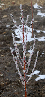 The saplings are decorated The saplings are decorated