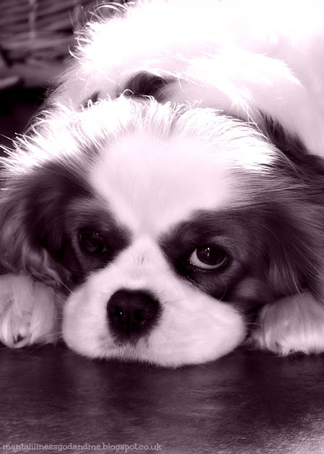 Wordless Wednesday 27.01.2016... 'Cookie'. | Dogs | King Charles Cavalier | Pets | Photography. via @stuckinscared