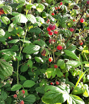 Wild raspberry canes in Scotland. An image of wild raspberry canes in Scotland.