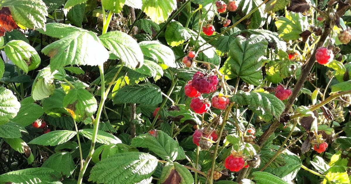 Raw Edible Plants Wild raspberries (Rubus idaeus)