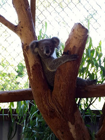 Koala at Symbio Wildlife Park Sydney