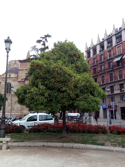 L'un des orangers du petit parc de la Plaça Reina de Valence