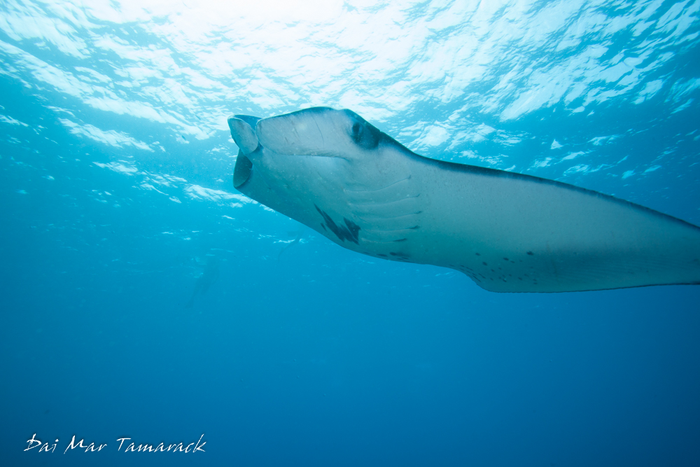 Maui Manta Ray Encounter