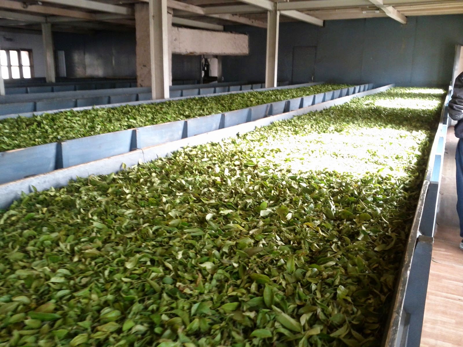 Gastronomy 101 TEA..... ALL THINGS TEA