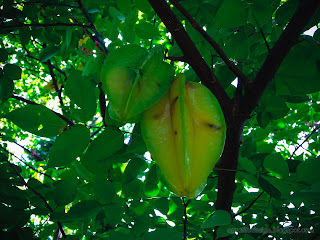 Star Fruit Or Averrhoa Carambola Tree Fruiting At The Village, Ringdikit, North Bali, Indonesia