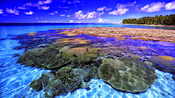 reef coral wallpapers definition gabriella hardin selected earth ultra islands