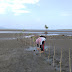 Rehabilitasi Mangrove dan Pola Zonasinya