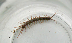 millipedes centipedes centipede cataloguing brown