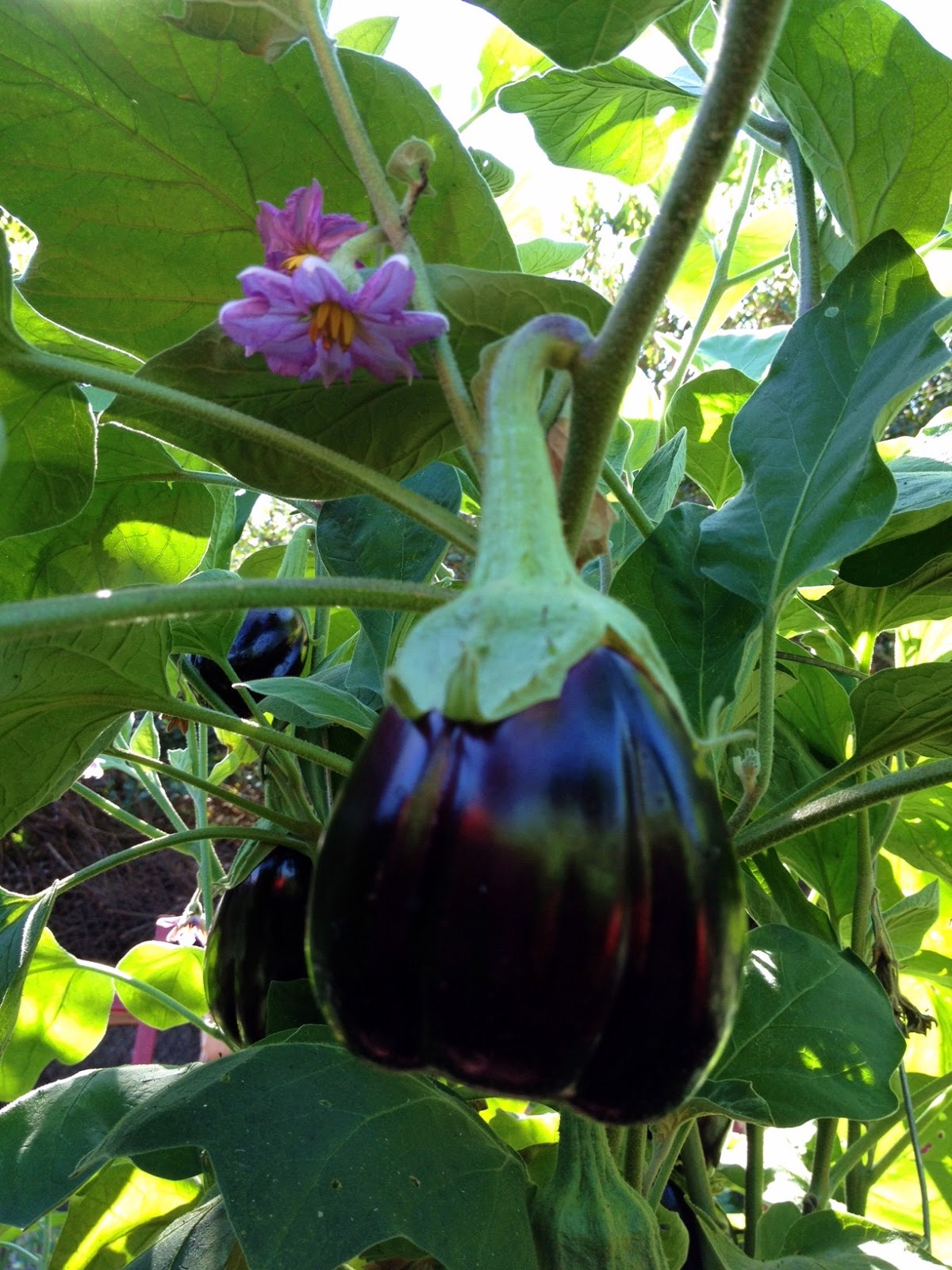 Sicily Cuisine, Culture and Tradition Vermicelli a la Siracusana