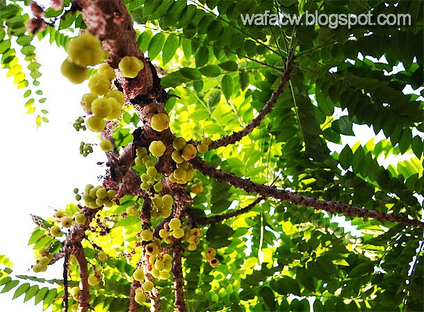 buah cermai yang dalam setengah baldi jer lagi tinggal