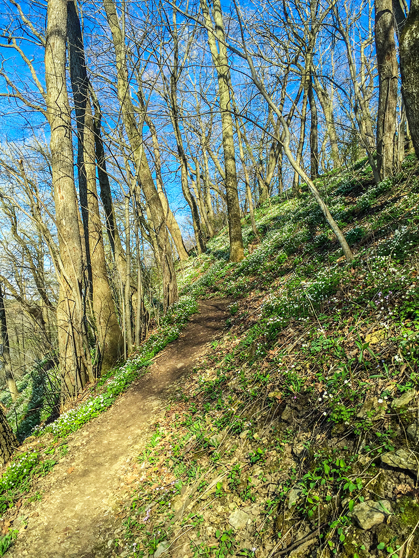 pring Ephemerals on the Devils Staircase Segment of the Ice Age Trail