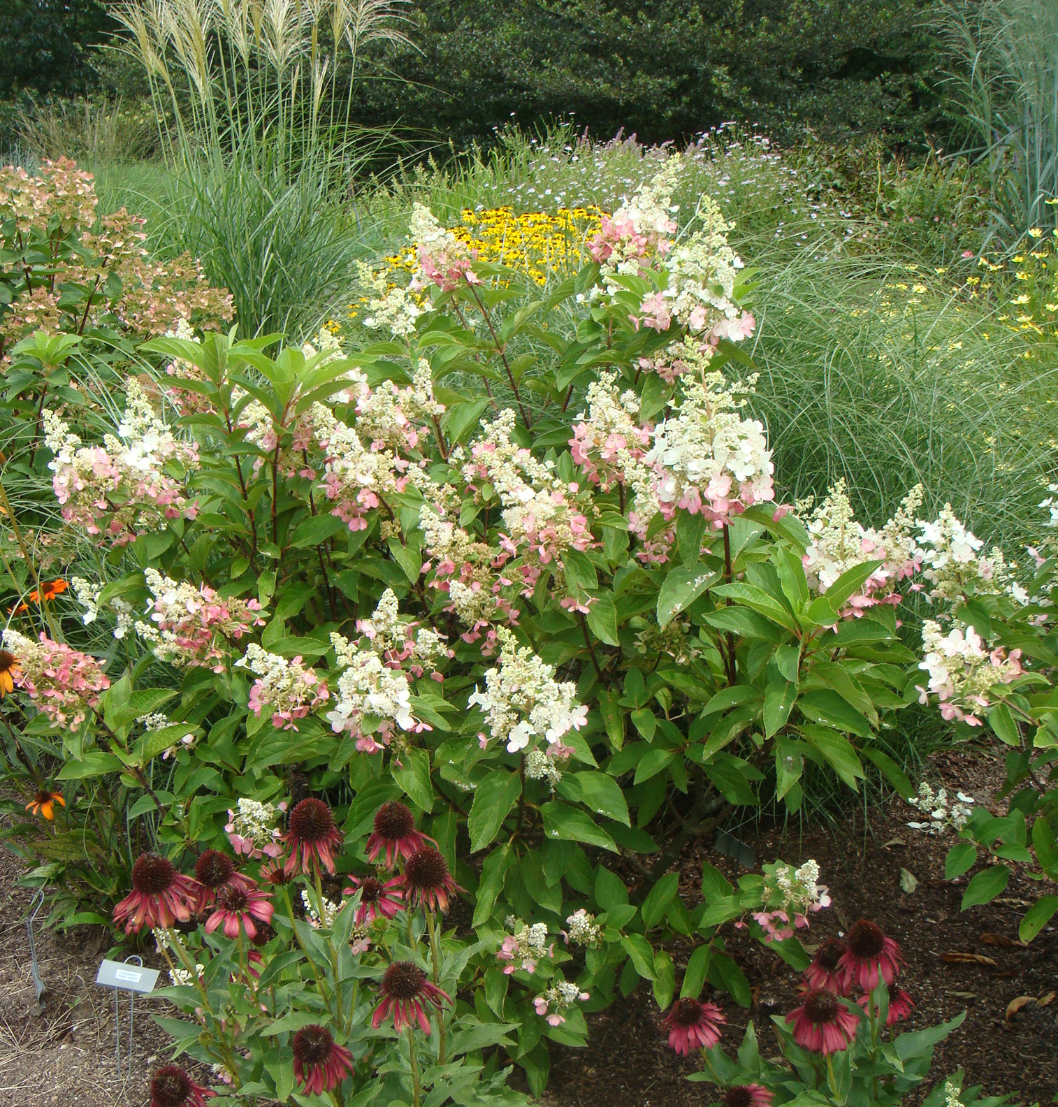 Fearless Gardening Hydrangeas 101