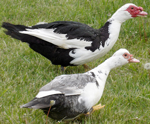 muscovy duck, meat duck breeds, muscovy duck picture