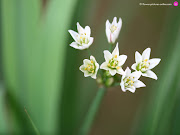 Flower Wallpaper, Wallpaper Flowers, Flower wallpaper for desktop (white flower wallpaper )