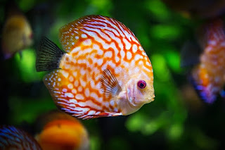 jenis-jenis ikan hias air tawar terindah jenis-jenis ikan hias air tawar terindah
