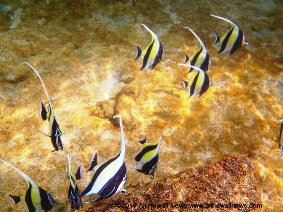 All Hawaii News Aquarium fishing ban still afloat, employees allege