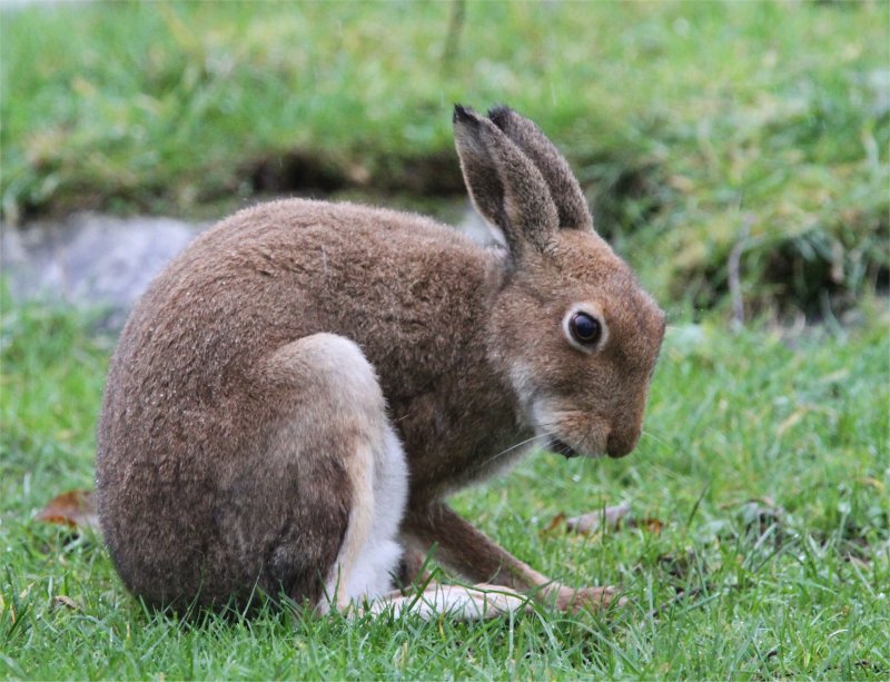 Murfs Wildlife : Irish Hare