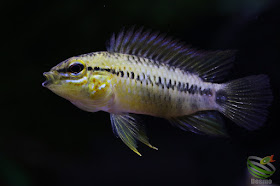 Apistogramma sp. pacman from Guainía-dept. Colombia