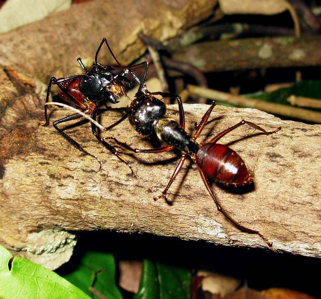 Photos of Malaysian Giant Ant Camponotus Gigas. 