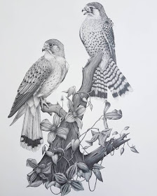 13-Birds-of-prey-Kerry-Jane-Detailed-Black-and-White-Wildlife-Drawings-www-designstack-co