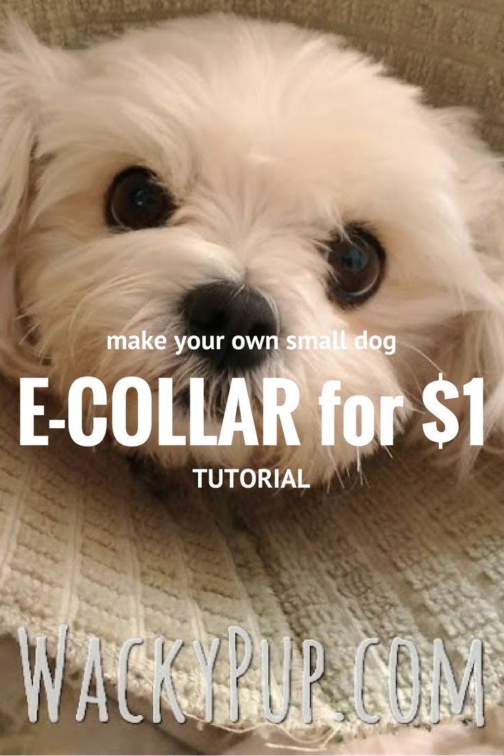 Wacky Pup How I Made a Soft ECollar for My Small Dog for 1