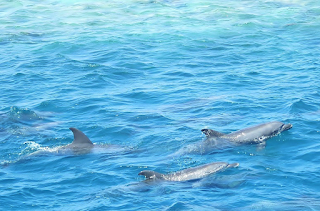 Dra på cruise med delfiner