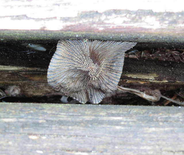 Grey toadstool growing between wooden slats of bench by the sea