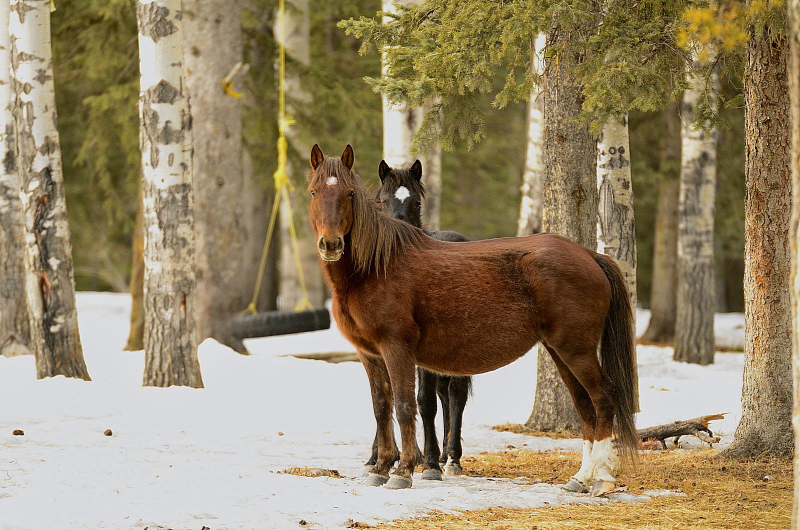 Turbo's Track and Photo Tour Waxwings, Wild Horses, Great Grey Owl