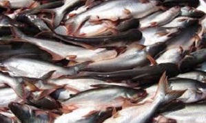 budidaya ikan patin di kolam terpal,cara budidaya ikan patin agar cepat besar,cara budidaya ikan patin di kolam beton,resensi budidaya ikan patin di kolam terpal, budidaya ikan patin di kolam terpal,cara budidaya ikan patin agar cepat besar,cara budidaya ikan patin di kolam beton,resensi budidaya ikan patin di kolam terpal,