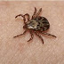 How to rid of mosquitos and ticks in your yard