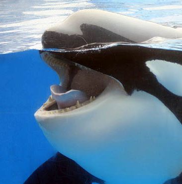 Voice of the Orcas: Orca Medical Record Shines Negative Light On Killer