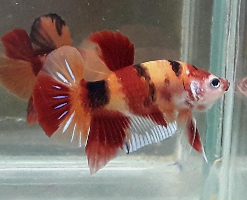Feed Bettas Image Feed Bettas