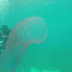 Mergulhadores dão de cara com criatura bizarra no fundo do mar