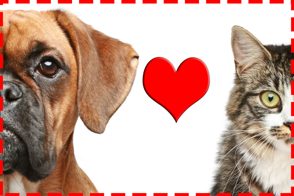 5 Tips for Bringing Dogs and Cats Together - Life cats