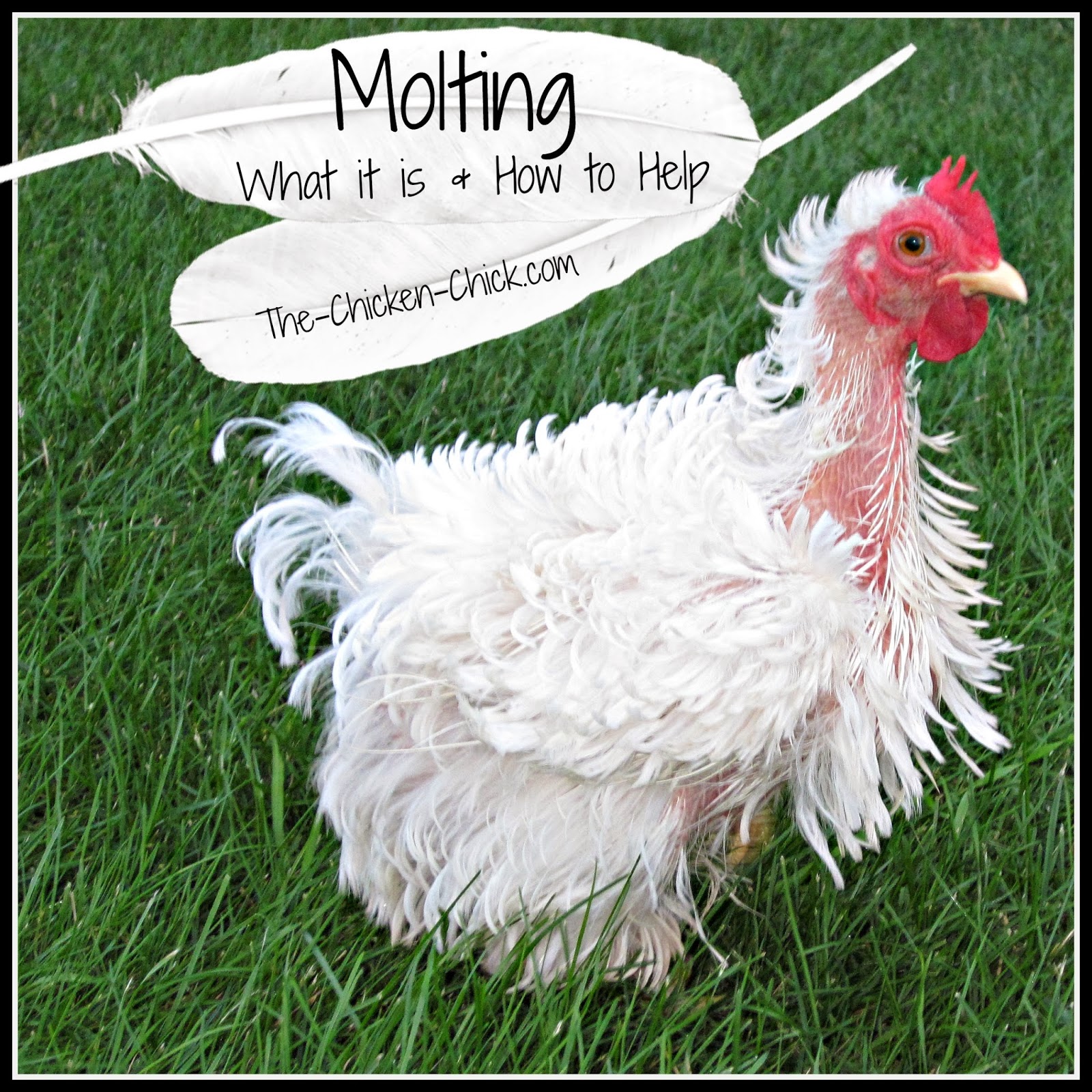 Molting What Is It And How To Help Chickens Get Through It The