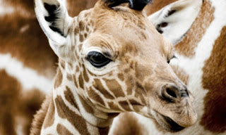 La jirafa, en lista de observación de especies en peligro de extinción